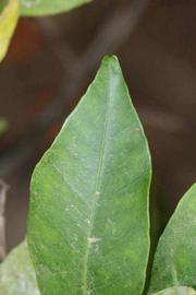              Margin (Riverside, CA)       