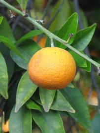            Fruit (Riverside, CA)   