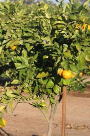            Habit (Riverside, CA)   