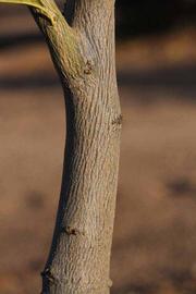              Bark (Riverside, CA)       