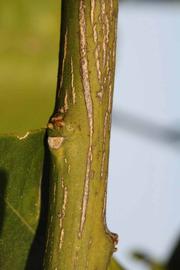              Second - third year twig (Riverside, CA)       