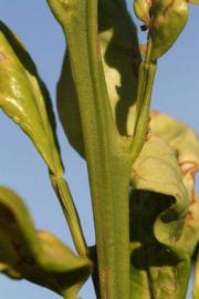              First year twig (Riverside, CA)       