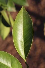              Unifoliolate leaf (Riverside, CA)       