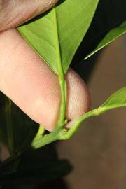              Petiole (Riverside, CA)       