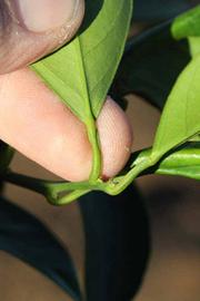              Petiole (Riverside, CA)       