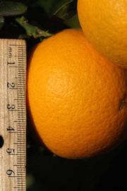              Fruit (Riverside, CA)       