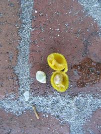              Fruit cross-section (Winter Haven, FL)       