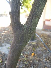              Bark (Riverside, CA)       