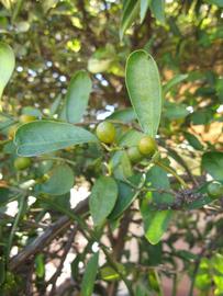            Shade leaves (Winter Haven, FL)   