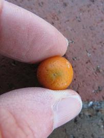              Fruit (Winter Haven, FL)       