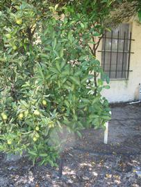            Habit (Winter Haven, FL)   