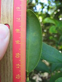              Unifoliolate leaf (Winter Haven, FL)       