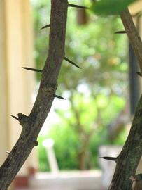              Second - third year twig (Winter Haven, FL)       