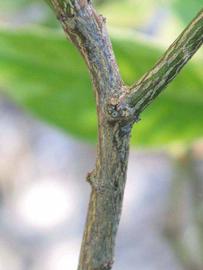              Second - third year twig (Winter Haven, FL)       