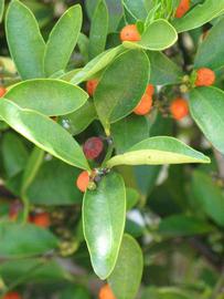              Shade leaves (Winter Haven, FL)       
