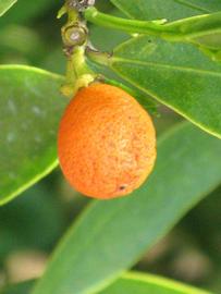           Fruit of  Fortunella hindsii           (Hong Kong, Winter Haven,   FL)   