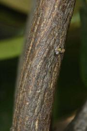              Second - third year twig (Riverside, CA)       