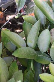              Shade leaves (Riverside, CA)       