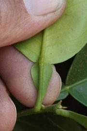              Petiole (Riverside, CA)       