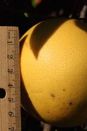              Fruit (Riverside, CA)       