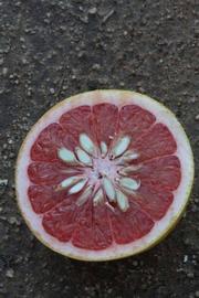              Fruit cross-section (Riverside, CA)       