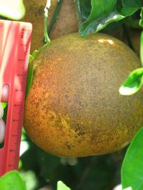            Fruit (Winter Haven, FL)   