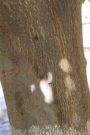            Bark (Riverside, CA)   