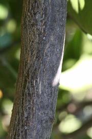              Second - third year twig (Riverside, CA)       