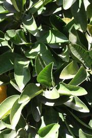              Sun leaves (Riverside, CA)       