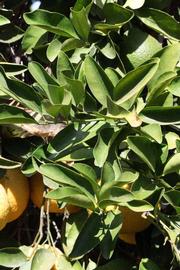              Sun leaves (Riverside, CA)       