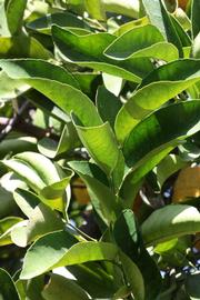              Sun leaves (Riverside, CA)       