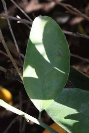              Unifoliolate leaf (Riverside, CA)       