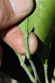              Petiole (Riverside, CA)       