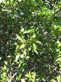              Sun leaves (Winter Haven, FL)       