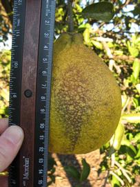              Fruit (Winter Haven, FL)       