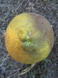              Fruit (Winter Haven, FL)       