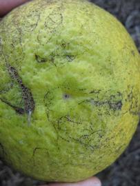              Fruit (Winter Haven, FL)       