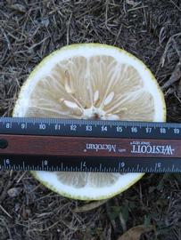              Fruit cross-section (Winter Haven, FL)       