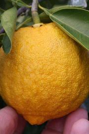              Fruit (Riverside, CA)       