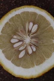              Fruit cross-section (Riverside, CA)       