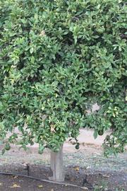              Habit (Riverside, CA)       