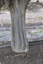              Bark (Riverside, CA)       