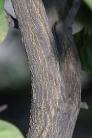              Second - third year twig (Riverside, CA)       