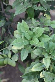              Shade leaves (Riverside, CA)       