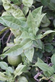              Shade leaves (Riverside, CA)       