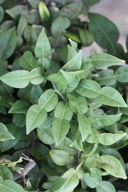              Shade leaves (Riverside, CA)       