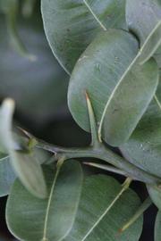              First year twig (Riverside, CA)       