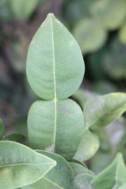              Unifoliolate leaf (Riverside, CA)       