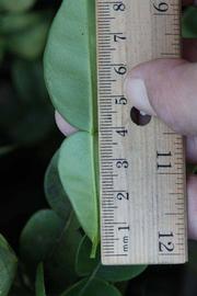              Unifoliolate leaf (Riverside, CA)       