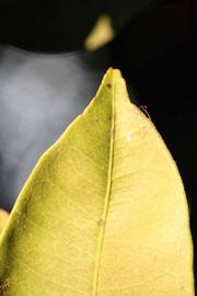               Margin (Riverside, CA)       